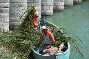 Kayıklar gölde ot temizliği için seferber oldu