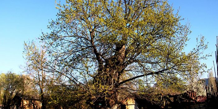 Konya'nın 4 asırlık çınarı koruma altına alındı