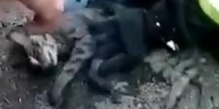 İtfaiye eri kediyi kalp masajıyla kurtardı