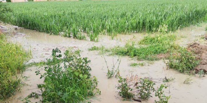 Amasya'da Dolu Ve Sağanak Tarım Alanlarını Zarar Uğrattı