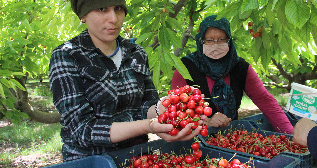 Karaman'ın kirazları çiçek açmadan satılıyor