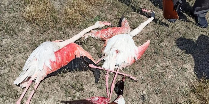 Konya'da Flamingoları Avlayana 13 Bin 237 Lira Ceza