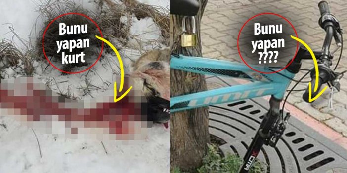 Konya’ya kurtlar inmedi! Bunu yapan insan