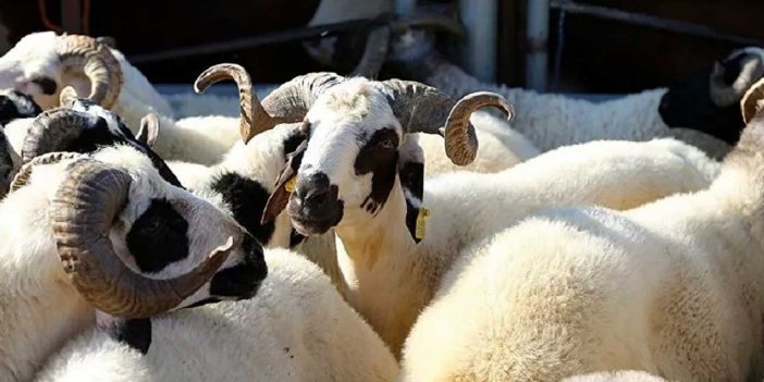 VekAlet ile Kurban Kesim Bedelleri Belli Oldu