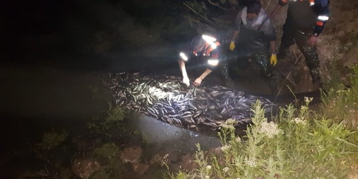 Van'da İnci Kefali Operasyonu