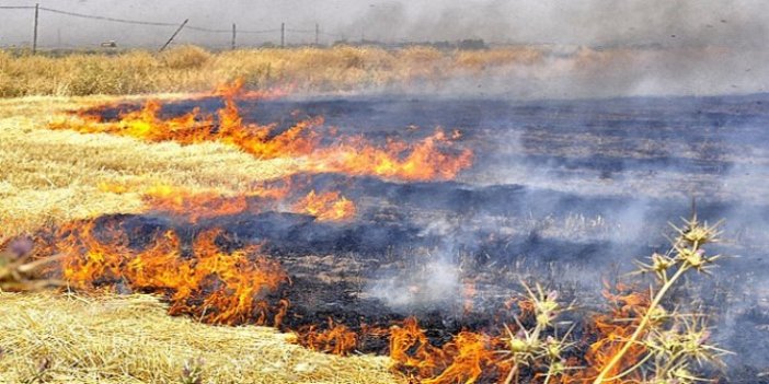 Anız yangını deyip geçmeyin! Zararları saymakla bitmiyor