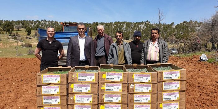 Derebucak, Tıbbi Aromatik Üretiminde İddialı