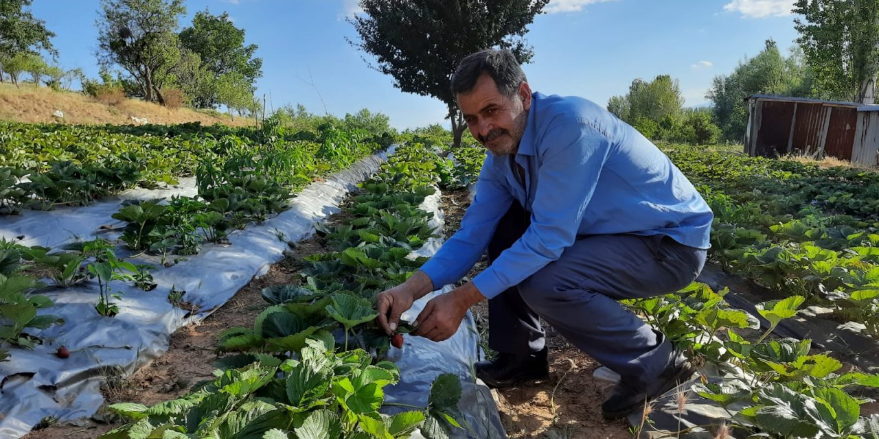 Hüyük, Türkiye çilek üretiminin yüzde 6'sına ulaştı