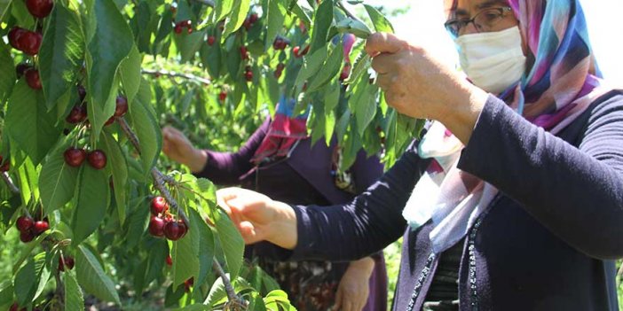 Dünyanın en iyi kirazlarından Konya'nın kirazları alıcısını bekliyor