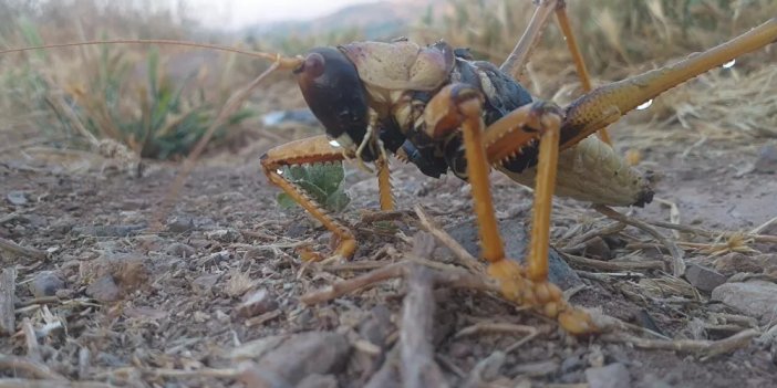 Dev et yiyen çekirge Adıyaman'da görüldü