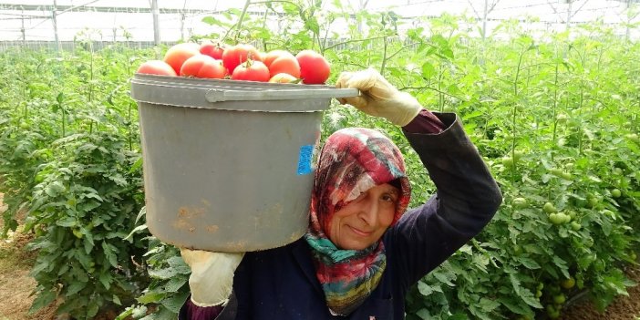 Tokat'ta sera domatesi hasadı başladı! Üreticiler fiyatlardan yakındılar