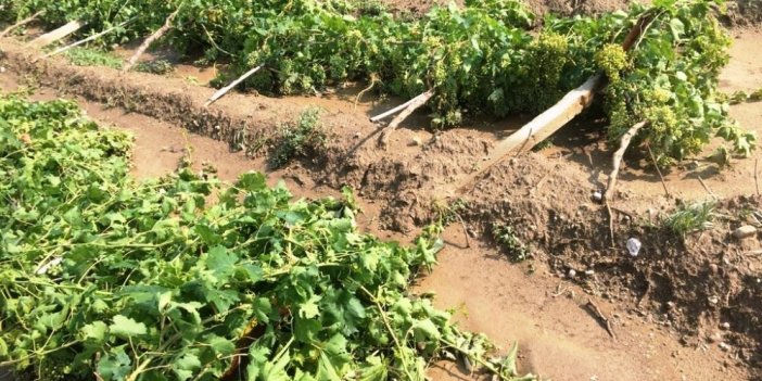 Manisa'da fırtına ve dolu üzüm bağlarına zarar verdi