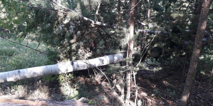 Erzurum'da pikniğe giden ailenin üstüne ağaç devrildi