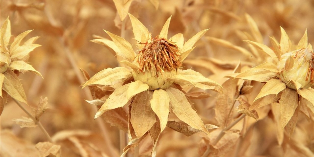 Çiftçiler için alternatif ürün geliştirildi! Konya'da da yetişebilir