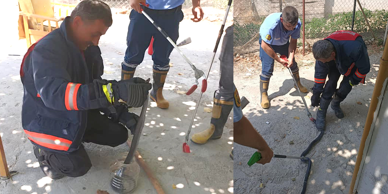 Mutfağa giren 2 metrelik yılan şok etti