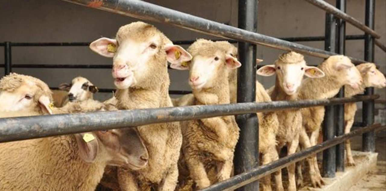 Müslüman Alimler Birliği 'kurban kesilmemesi' önerisini uygun bulmadı