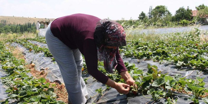 Konya Hüyük'te bu yıl 7 bin ton çilek üretildi