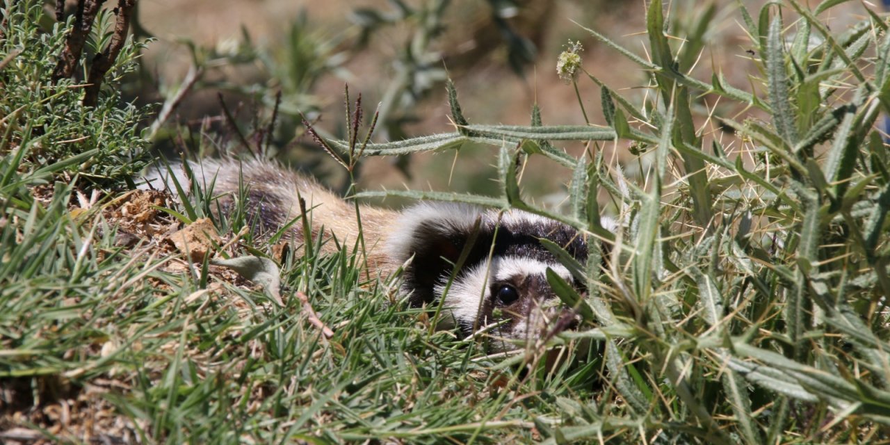 Nesli tükendi biliniyordu Aksaray'da görüldü