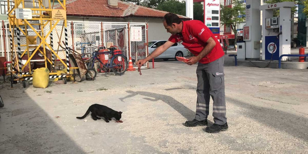 Konya'da 10 yıldır kedileri besleyen istasyon çalışanları örnek oldu