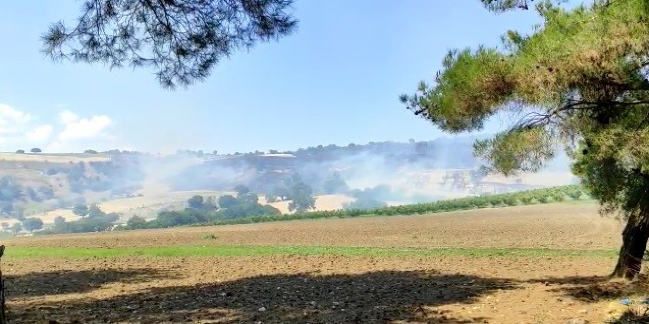 Çanakkale'de Anız yangını ormanlara sıçradı