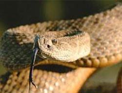 Yılan panzehrinin tükenmesi