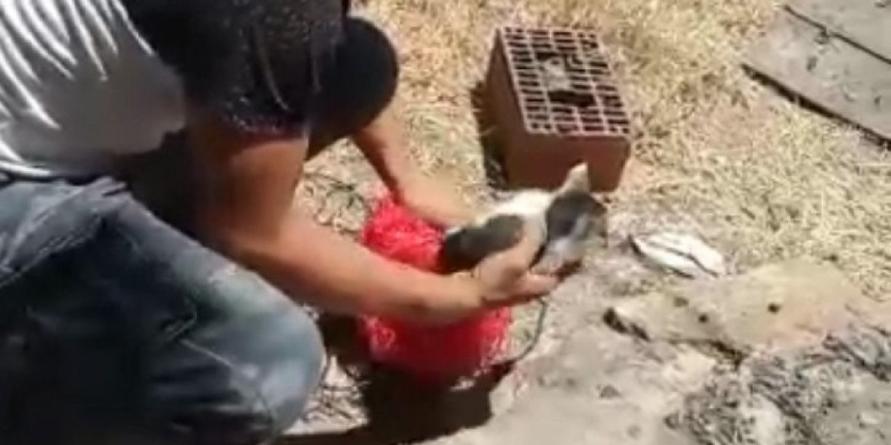 Kırşehir'in güzel insanları kedinin hayatını kurtardı
