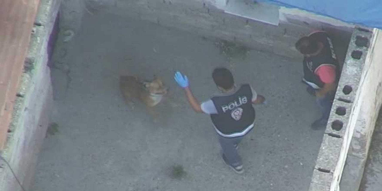 Adana'da polise pitbull tuzağı