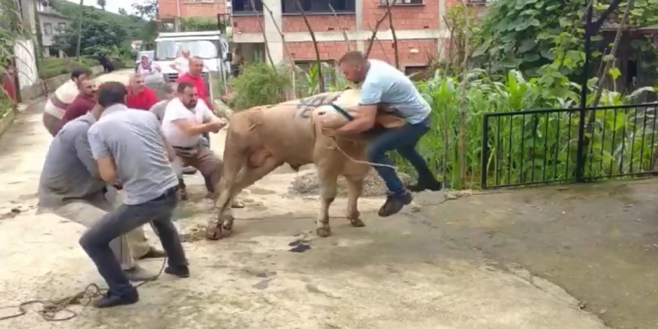 Kurbanlık boğa boynuzlarını tuttuğuna pişman etti