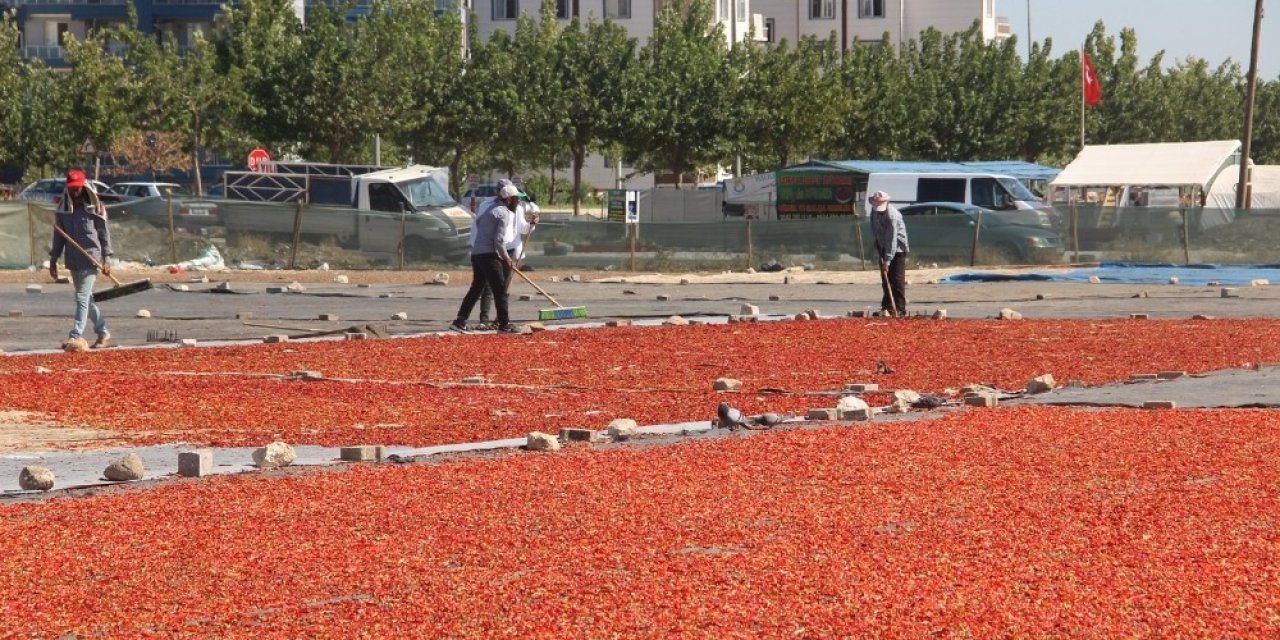 İsotun acı telaşı kavurucu sıcakta başladı
