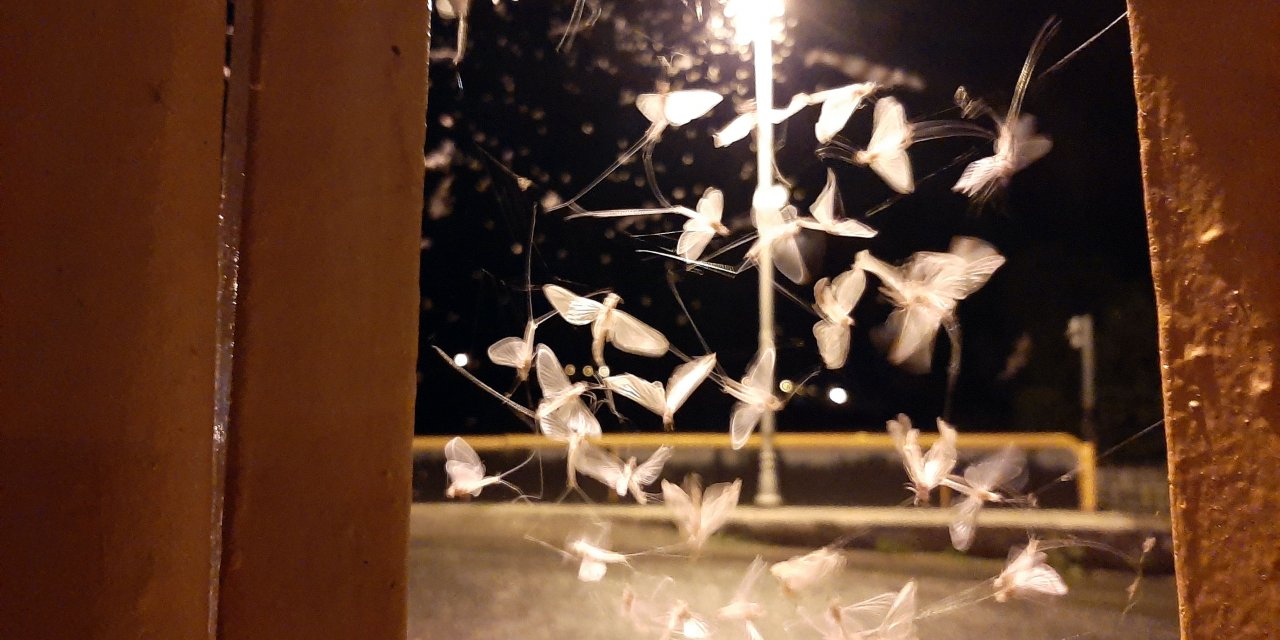 Beyaz kelebeklerin 'ölüm uçuşu' 5 gündür sürüyor