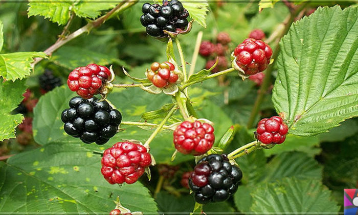 2 bin 500 rakımda doğal ahududu toplanıyor