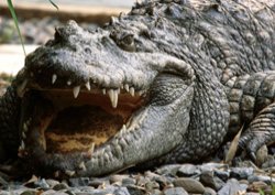 Timsahın sırtına oturmak isteyince...