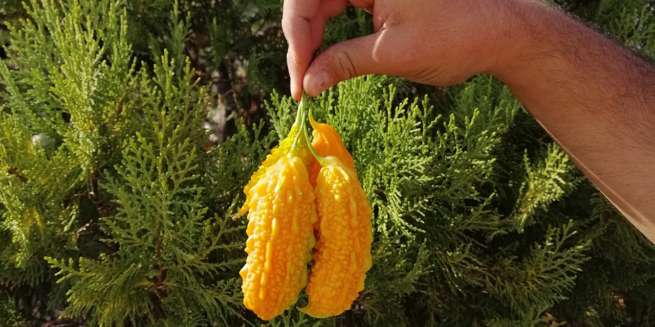 Konya Ilgın'da bir çiftçi 'Kudret Narı' yetiştirdi