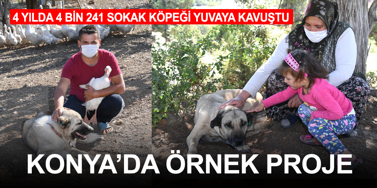 Konya'daki Gönüllü Hayvan Dostları Projesi ile 4 bin 241 köpek sahiplenildi