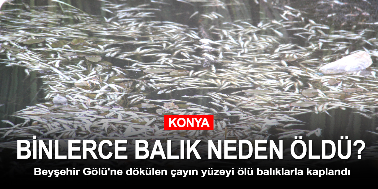 Konya Beyşehir Gölü'ne dökülen çayın yüzeyi ölü balıklarla kaplandı!
