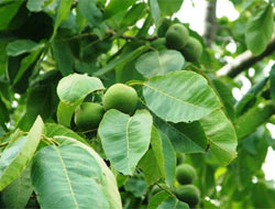 Ceviz hafızanıza iyi geliyor