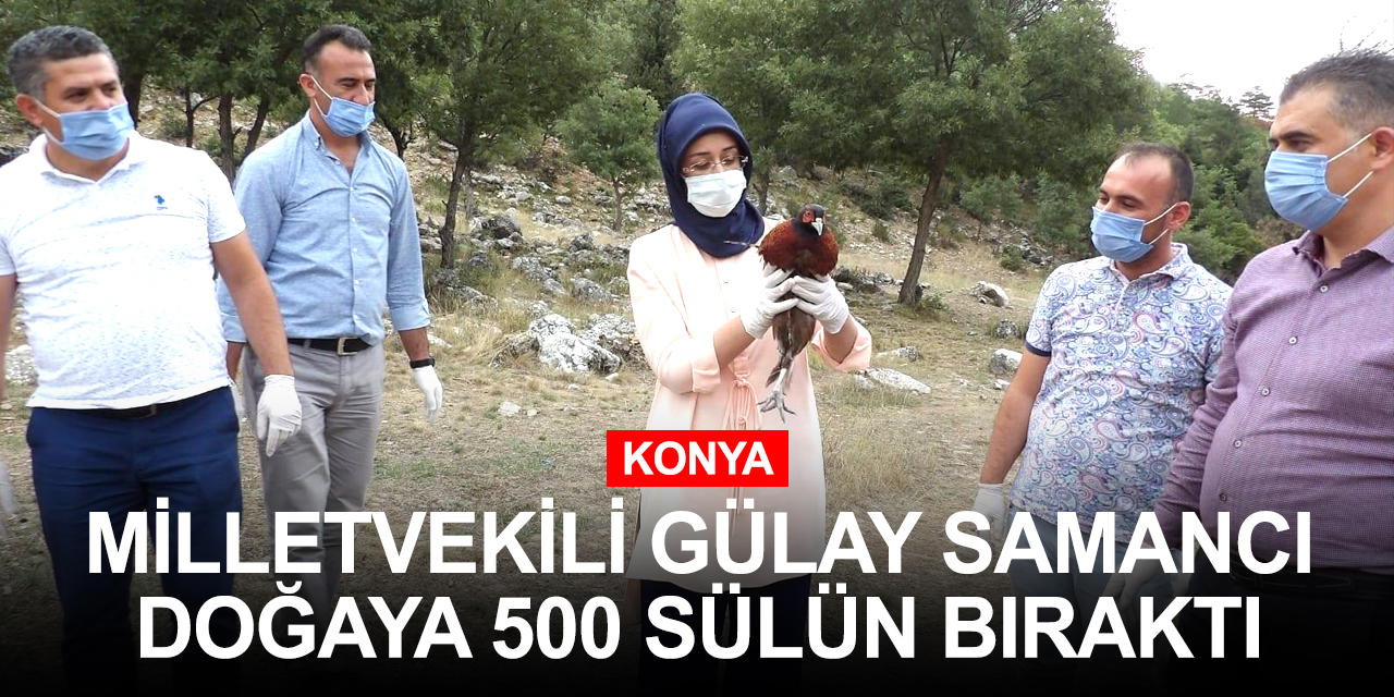 Konya Derebucak'ta 500 sülün doğayla buluşturuldu