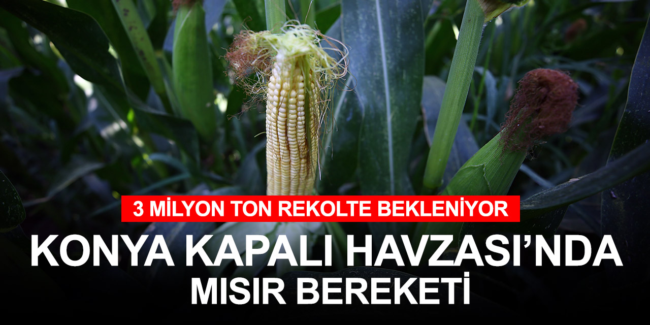 Konya Karaman ve Aksaray'da mısır üreticisi gülüyor! Bu yıl rekolte 3 milyon ton