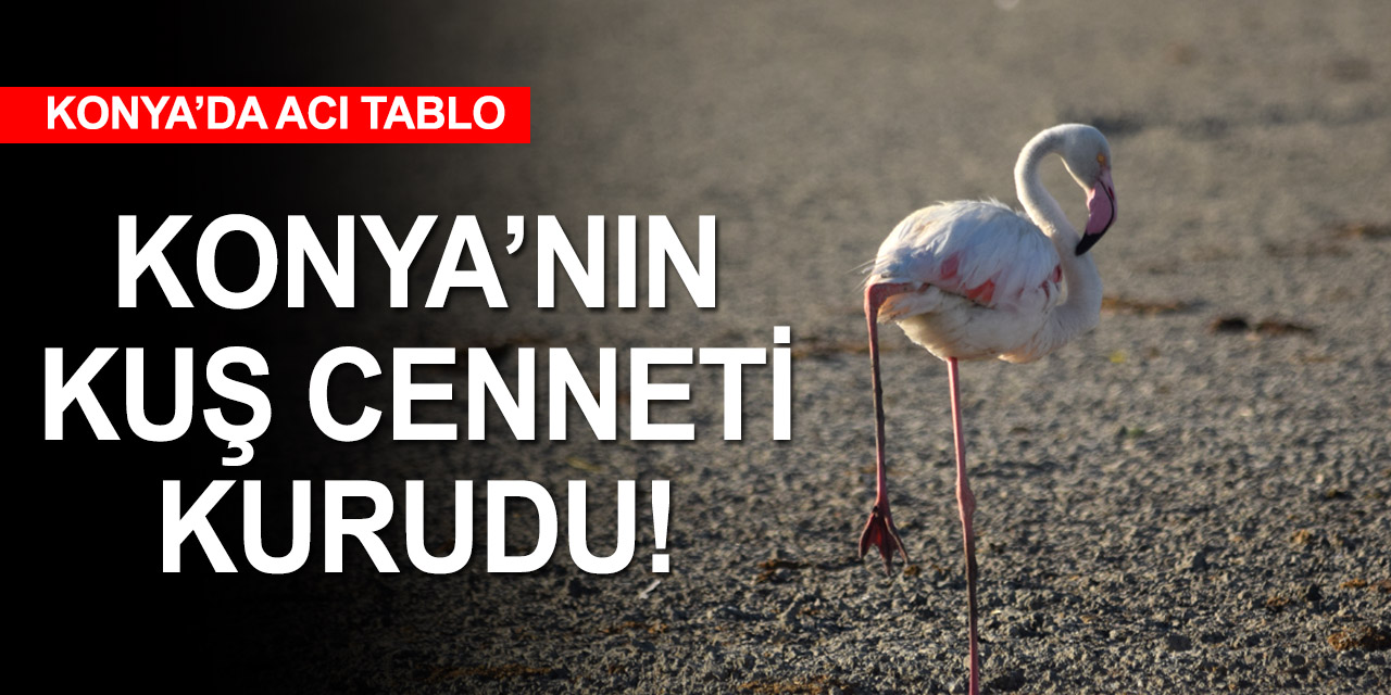 Konya'nın 'kuş cenneti'nde acı tablo! Düden Gölü kurudu