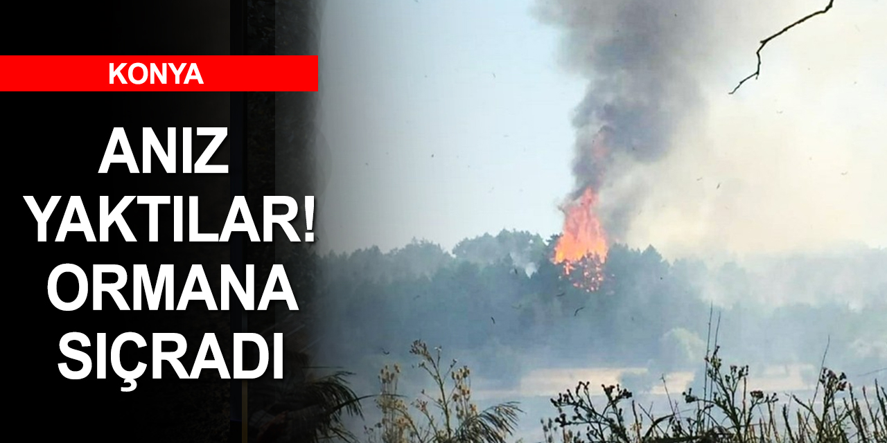 Konya Beyşehir'de yasağa rağmen yine anız yaktılar! 5 hektarlık orman zarar gördü