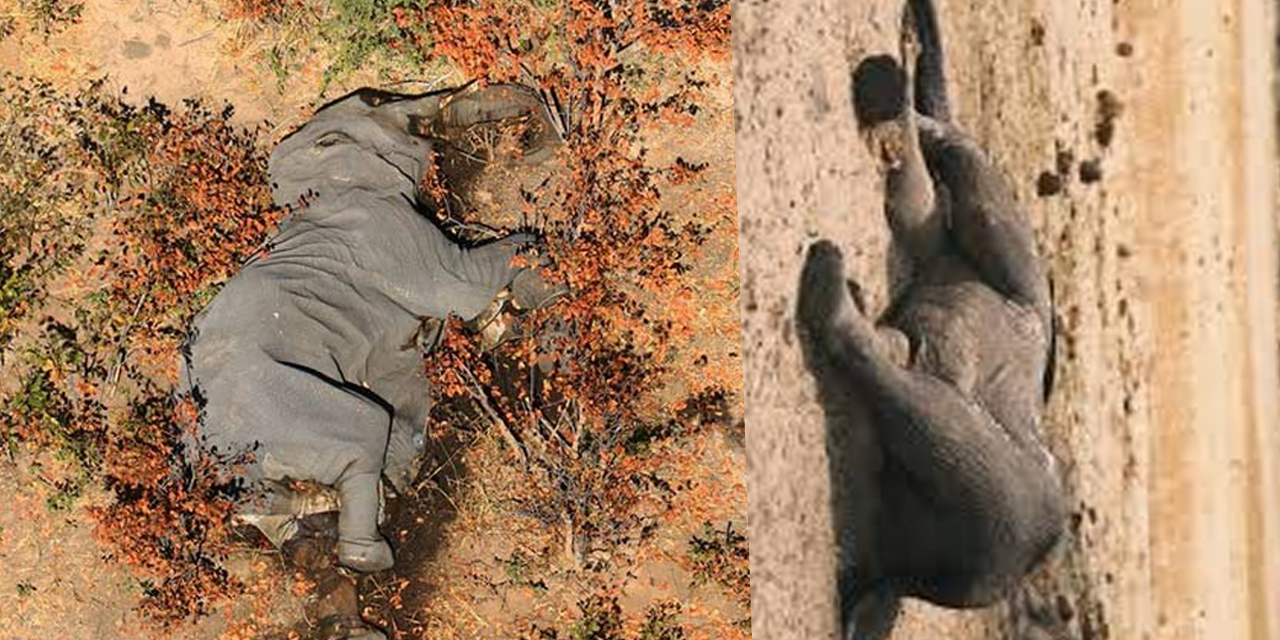 Zimbabve'de gizemli hastalık! Filler telef oluyor