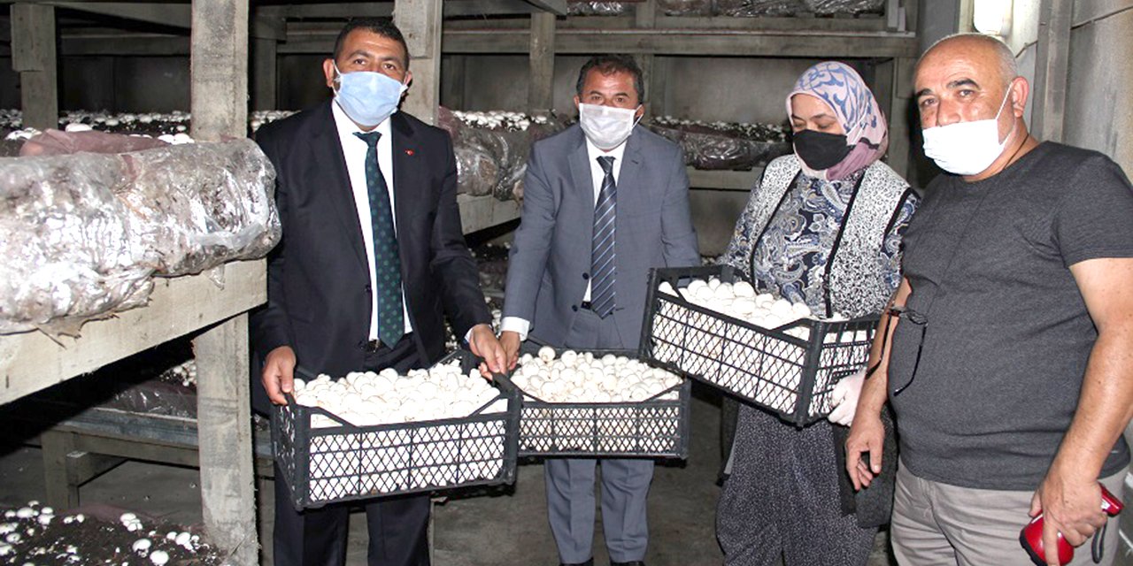 Konya Ahırlı'da bir üretici yılda 350 ton mantar üretiyor! Hedefi 750 ton