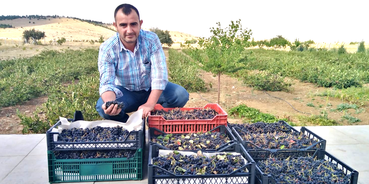 Konya'da  Aronya meyvesi üretildi! Koronavirüse karşı tavsiye ediliyor