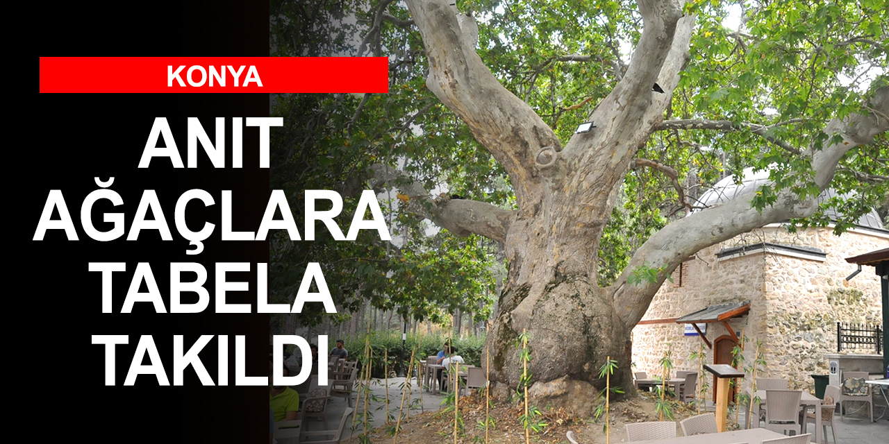 Konya'daki tescilli anıt ağaçların tabelaları takıldı   