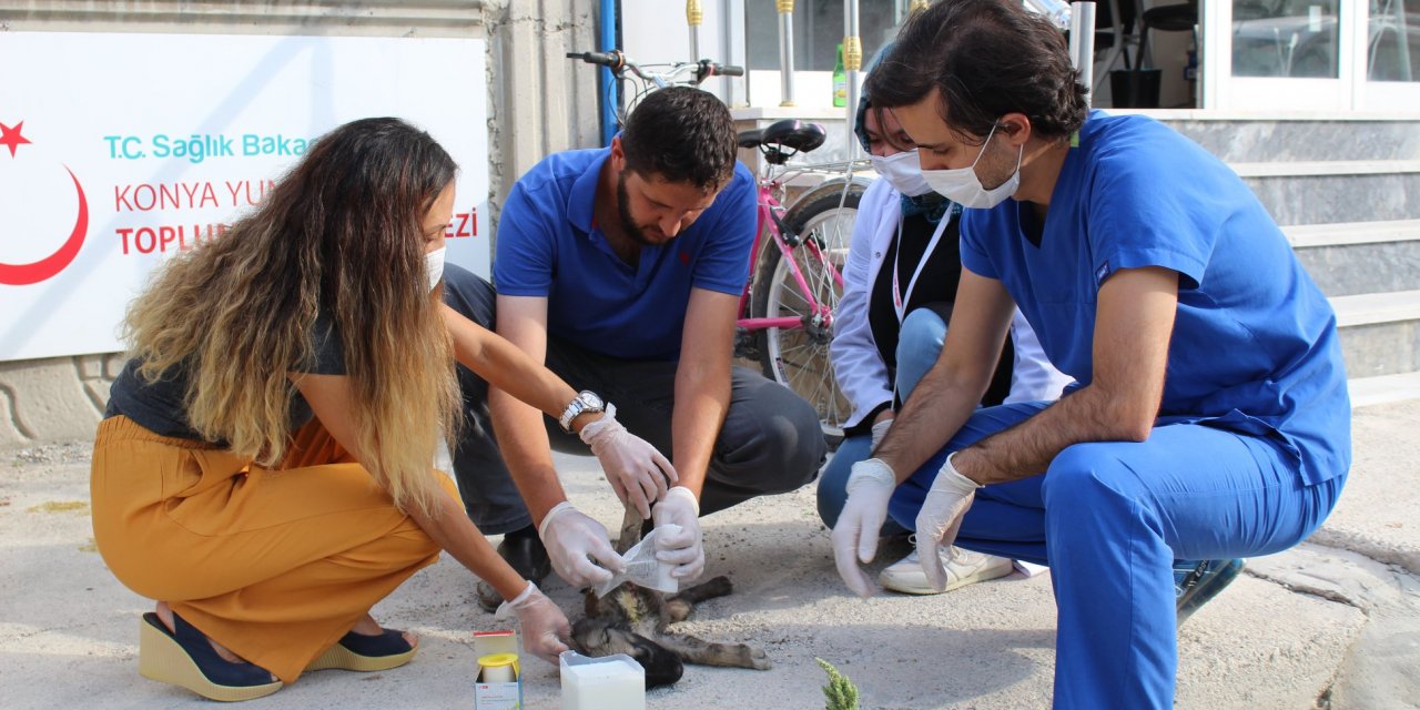 Konya'da filyasyon ekipleri yaralı köpeğin imdadına yetişti