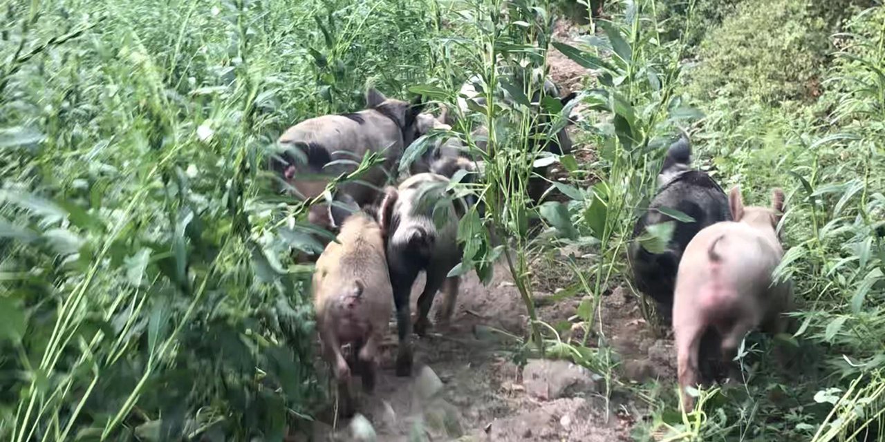 Domuzlar çiftçileri isyan ettirdi! Çalmadıkları kapı kalmadı
