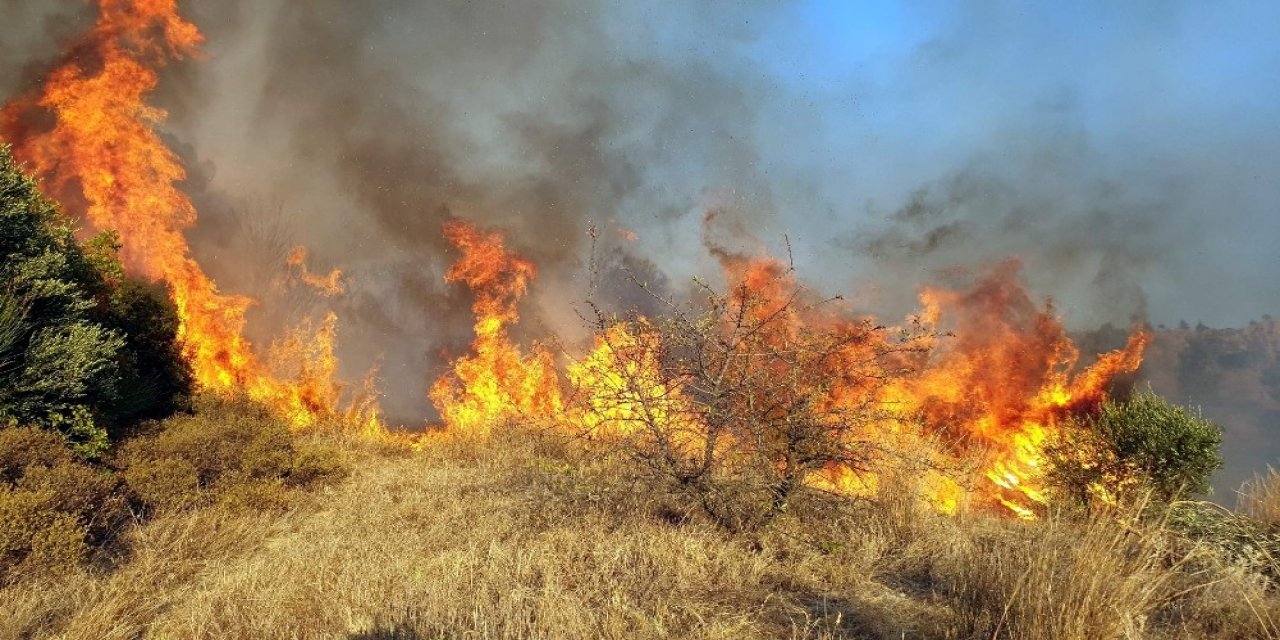 Asırlık zeytin ağaçları alev alev yandı