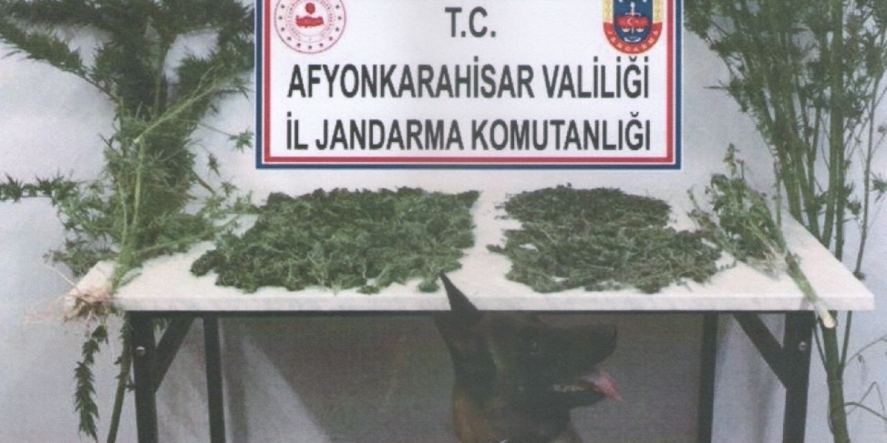 Afyonkarahisar'da evinin bahçesinde kenevir yetiştiren şahsı jandarma yakaladı