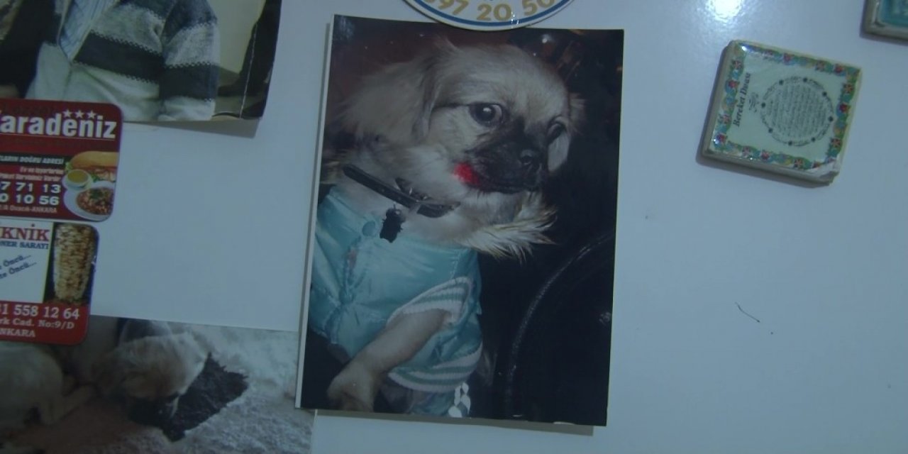 Böyle vahşet görülmedi! Köpeği camdan aşağı attı