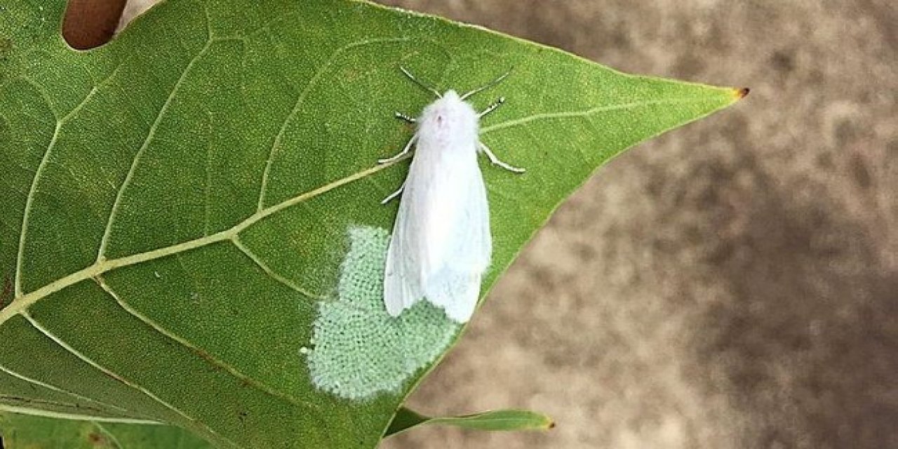 İnsanın doğayla mücadelesi! Beyaz kelebekle mücadele başladı